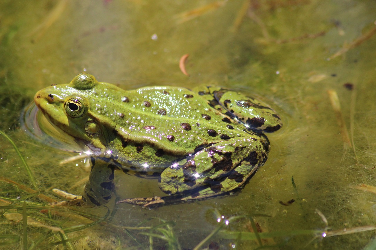 How to Build a DIY Garden Pond